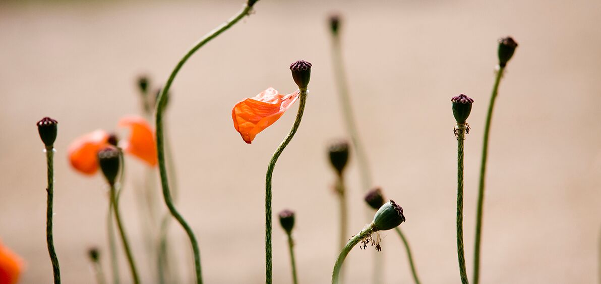 Stengel von Mohnblumen am Ende ihrer Blütezeit - als Sinnbild für die alternative Bestattung