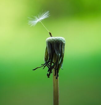 Verblüte Pusteblume mit nur noch einem Flugschirmchen vor grünem Hintergrund