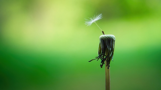 Verblüte Pusteblume mit nur noch einem Flugschirmchen vor grünem Hintergrund