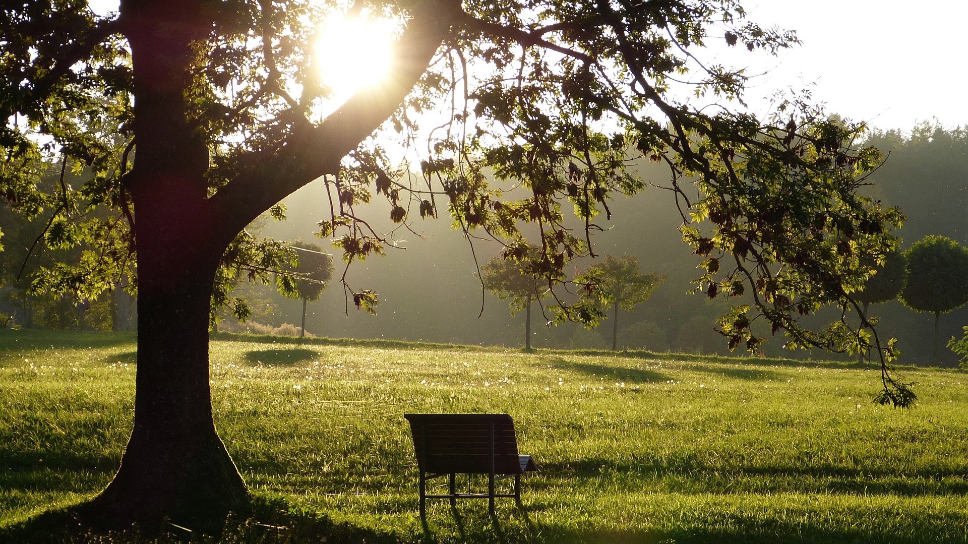 Parkbank unter einem Esche-Baum durch den die Sonne hindurchstrahlt