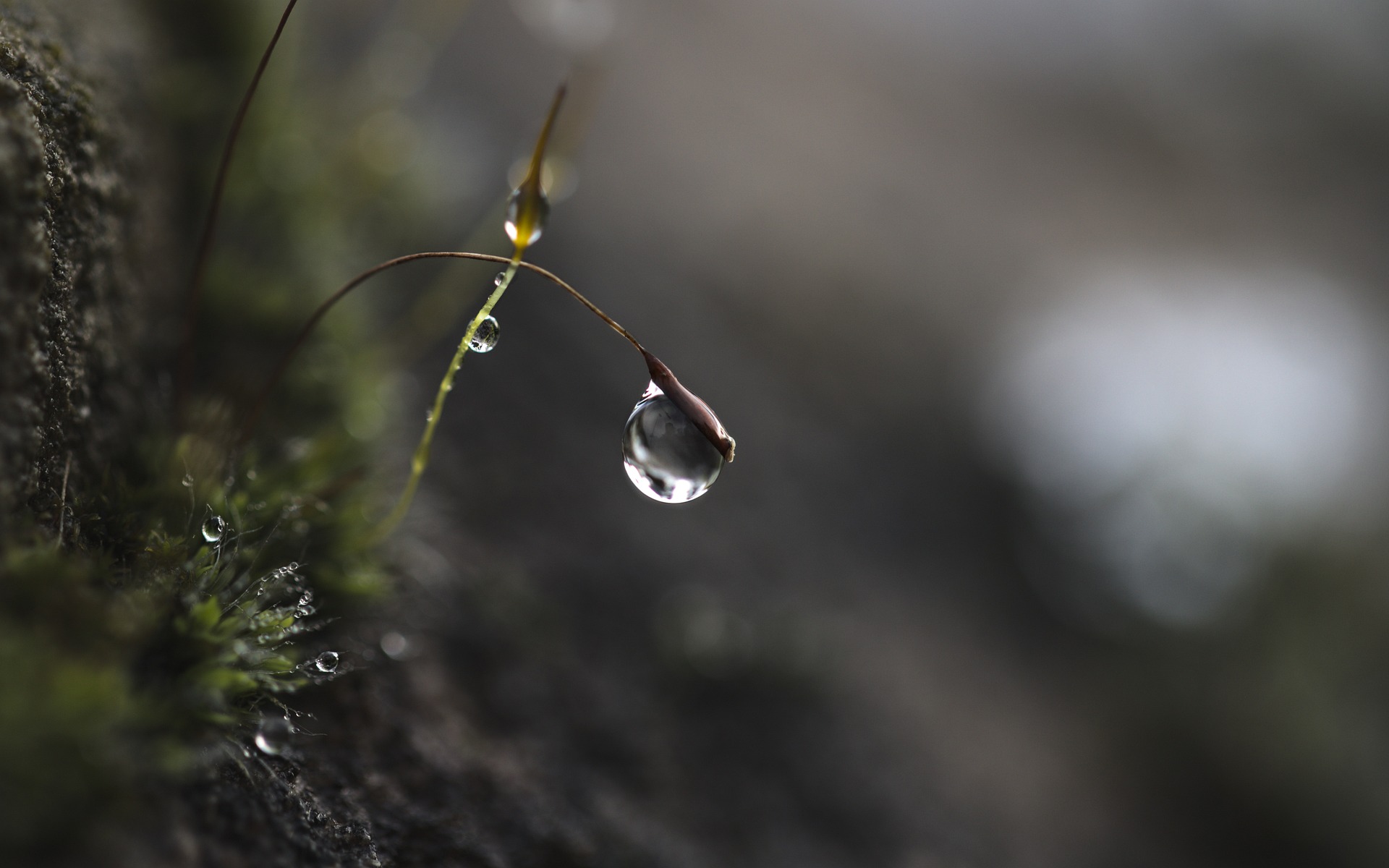 Regentau-Tropfen an einem zarten Grashalm auf Waldboden